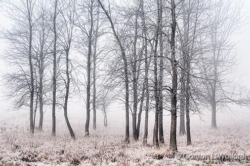 Trees In Fog & Frost_00946.jpg - Photographed near Merrickville, Ontario, Canada.